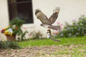 Flying Squirrel-3634.JPG