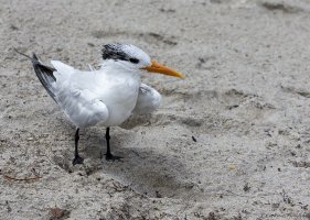 Royal Tern-2858-2.JPG