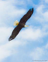 Bald Eagle Soft (1 of 1).JPG