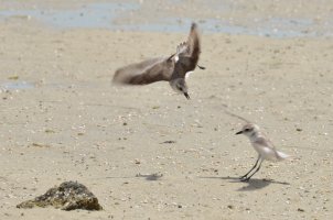 Birds in Fight-2.jpg