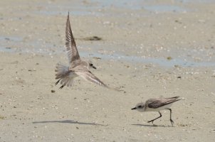 Birds in Fight-8.jpg