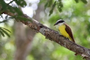 GreatKiskadee.JPG