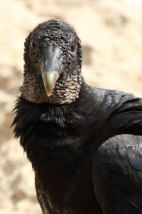 BlackVulture.JPG