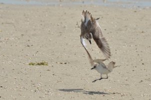 Birds in Fight-2.jpg