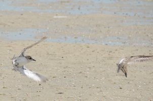 Birds in Fight-3.jpg