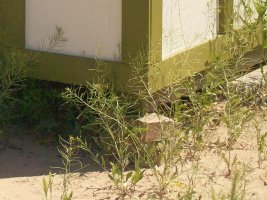 _06C2344 normalized crop.jpg