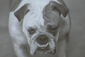 charlie epic (bw).jpg