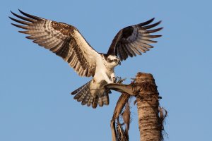 Osprey_On_Palm-1-Edit.jpg