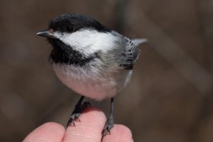 chickadee.jpg