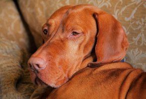 The Lap of Luxury SF.jpg