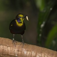bird at zoo irridescent.JPG