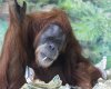 orangutan ate homework_1.jpg