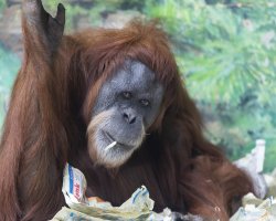 orangutan ate homework_1.jpg