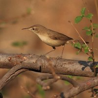 Blyth's Reed Warbler UL.jpg