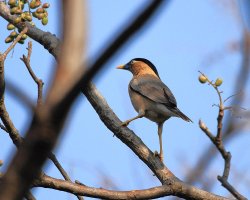 Brahminy Starling.jpg