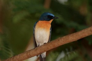 Tickell's Blue Flycatcher 3 UL.jpg