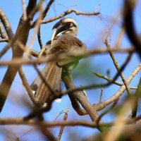 Indian Grey Horn Bill UL.jpg
