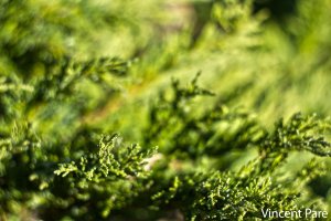 IMG_8617z.jpg