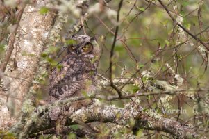 GreatHornedOwlet (4) POST.jpg