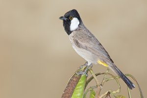 White Cheeked Bulbul.jpg