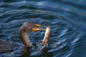 Cormorant_Fishing-4.jpg
