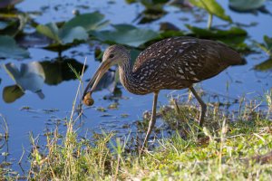 Limpkin_with_Escargot_Dinner-1.jpg