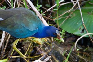 Purple_Gallinule-1-Edit.jpg