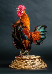 Pete Portraits-043.jpg