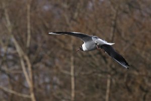 IMG_0102 v1 h1080.jpg