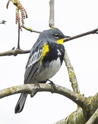 yellow rumped warbler.jpg