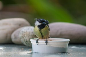 gammy - 003-Edit.jpg