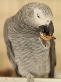 PichuAlmond2.JPG