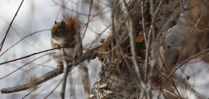 Half_width Squirrel.JPG