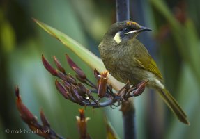 honey eater.jpg