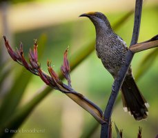 wattle bird.jpg