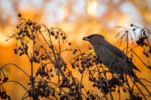 2013-03-05__MG_2134_bohemian_waxwing.jpg