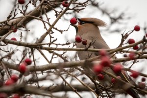 2013-03-06__MG_2181_bohemian_waxwing.jpg