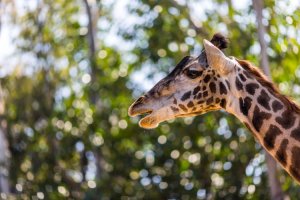 san diego zoo_007.jpg