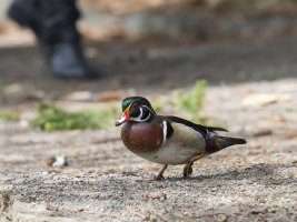 wood duck standing.jpg