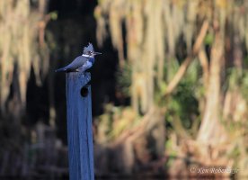 6 Belted Kingfisher Lake  Dora.JPG