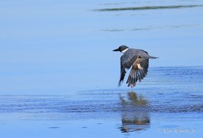 9 Belted Kingfisher Winter 2010.JPG
