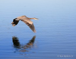 8 Great Blue Heron Reflection.JPG