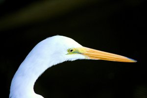 Egret Head.JPG