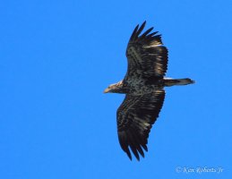 17 Bald Eagle - Immature.JPG