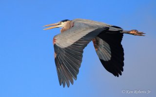 18 Great Blue Heron In Flight.JPG