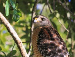 13 Red Shouldered Hawk - Portrait.JPG