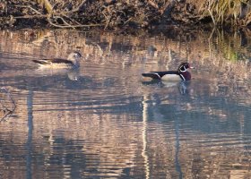 woodducks March 2012, small.jpg