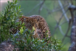 Golden Hour copy.jpg