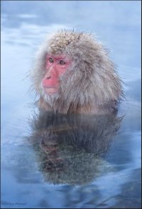 Street Monkey ?? copy.jpg