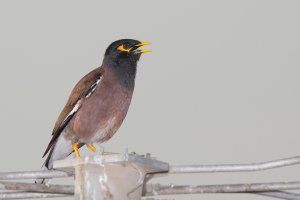 Mynah.jpg